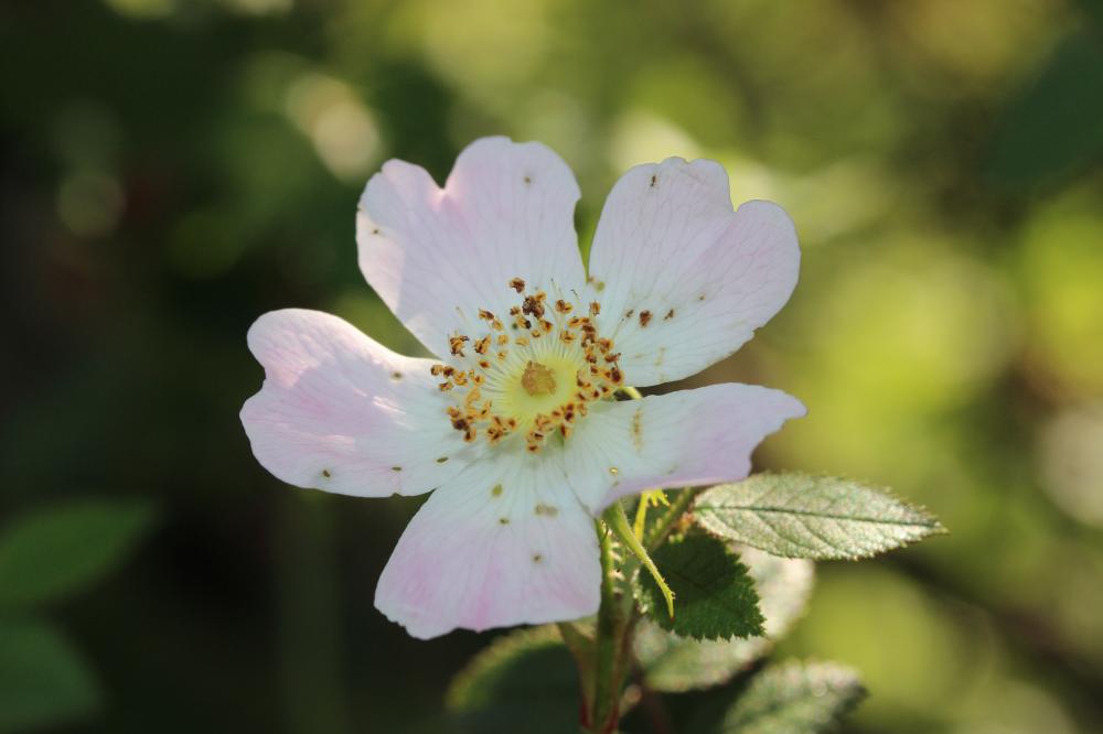 Rosier à petites fleurs, Églantier à petites fleur Rosa micrantha Borrer ex Sm., 1812