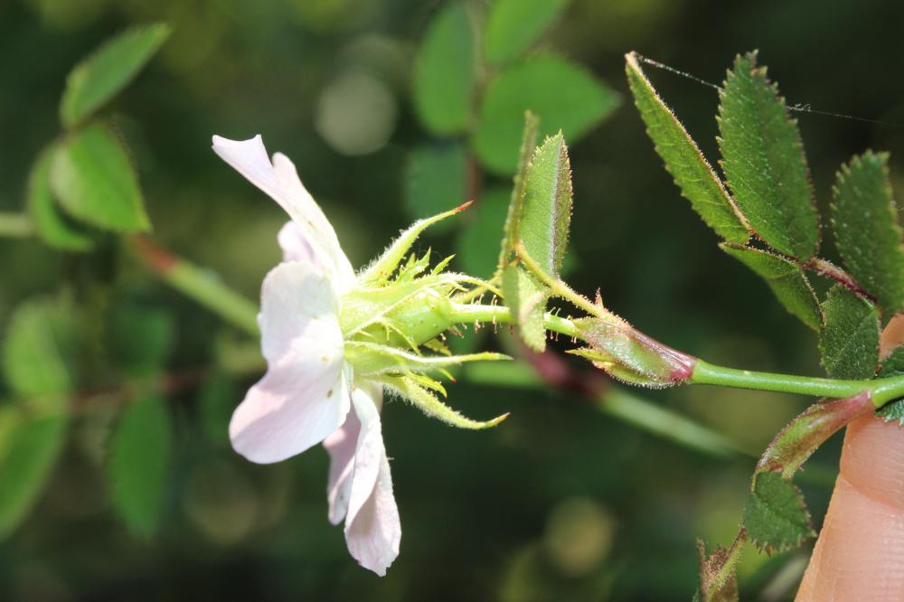 Rosier à petites fleurs, Églantier à petites fleur Rosa micrantha Borrer ex Sm., 1812
