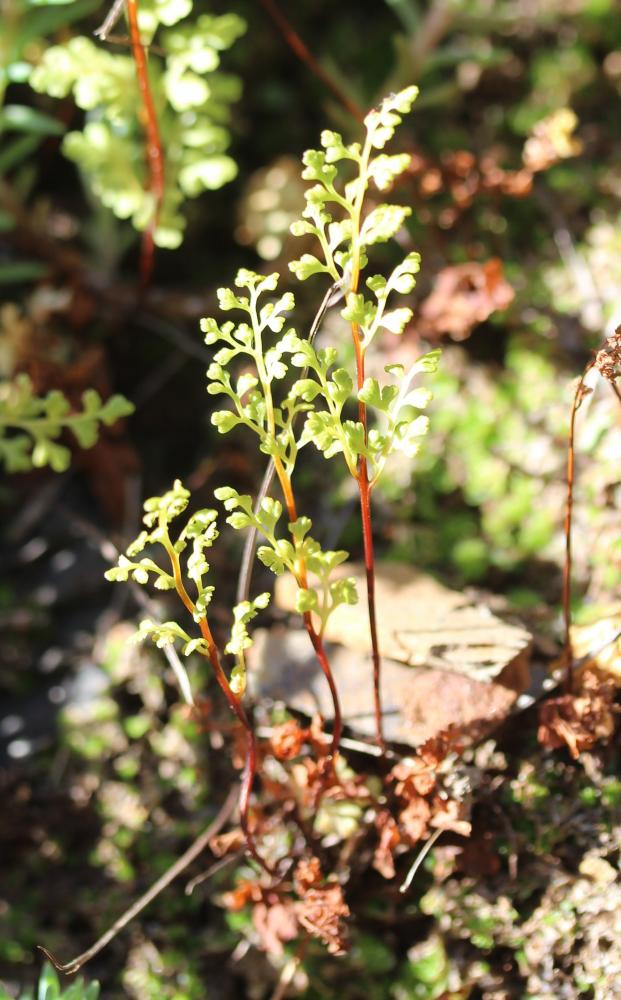 Anogramme à feuilles minces, Grammitis Anogramma leptophylla (L.) Link, 1841