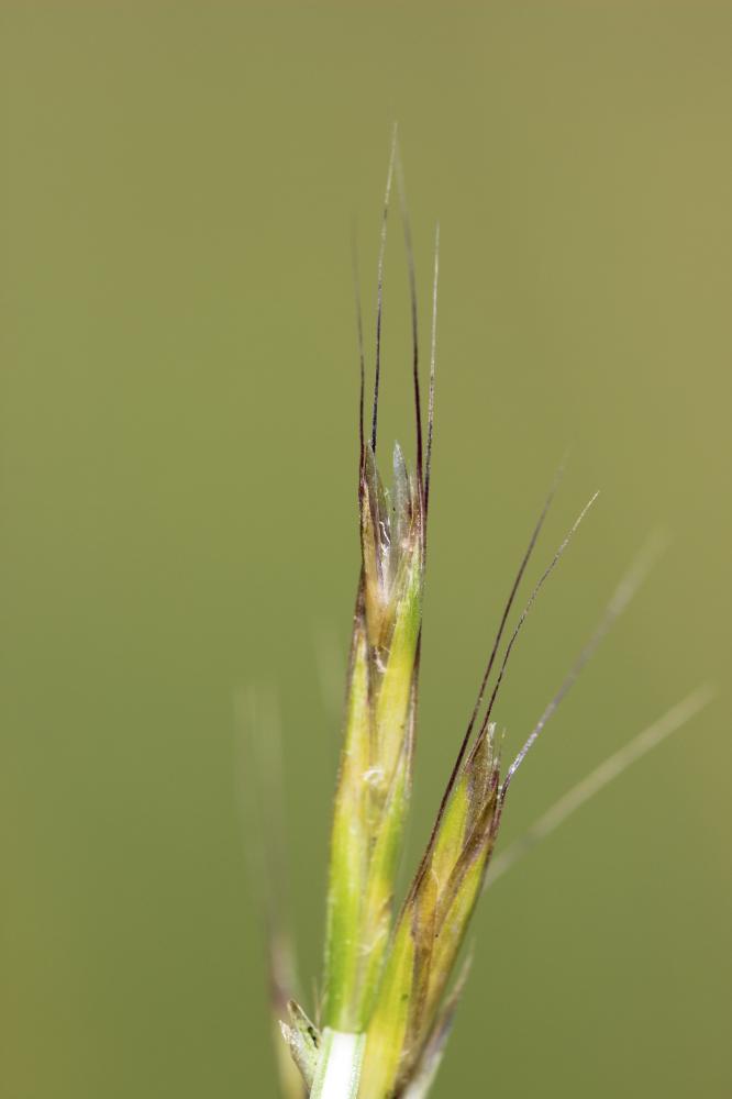 La Gaudinie fragile Gaudinia fragilis (L.) P.Beauv., 1812
