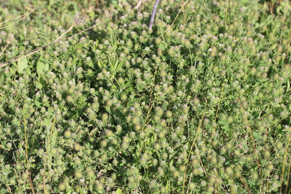Trèfle fausse-bardane Trifolium lappaceum L., 1753