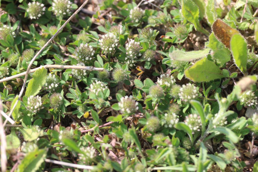 Trèfle fausse-bardane Trifolium lappaceum L., 1753