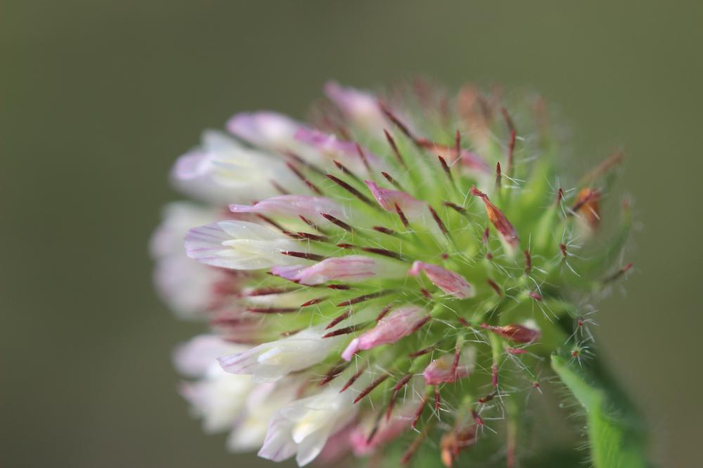 Trèfle fausse-bardane Trifolium lappaceum L., 1753