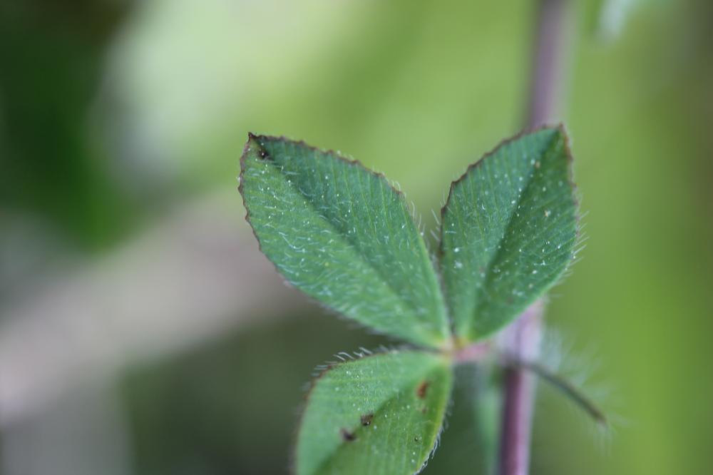 Trèfle fausse-bardane Trifolium lappaceum L., 1753