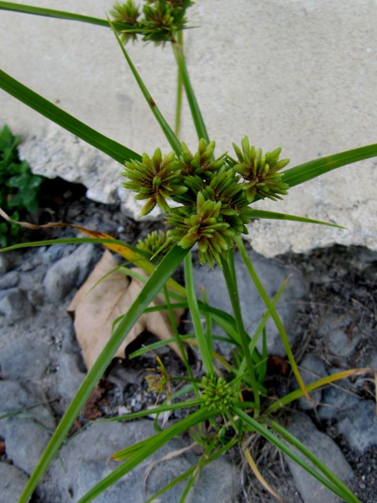 Souchet vigoureux, Souchet robuste Cyperus eragrostis Lam., 1791