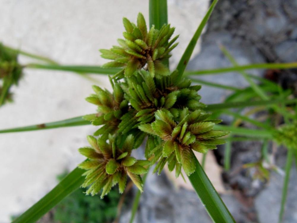 Souchet vigoureux, Souchet robuste Cyperus eragrostis Lam., 1791