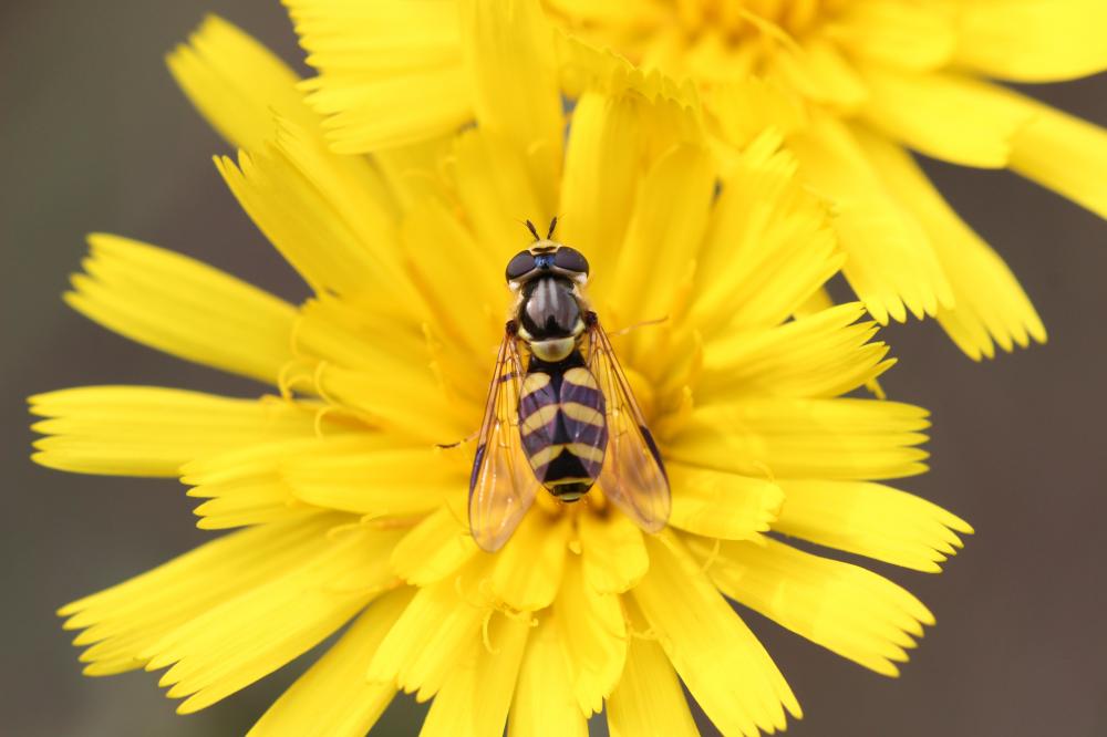 Dasysyrphus albostriatus (Fallén, 1817)