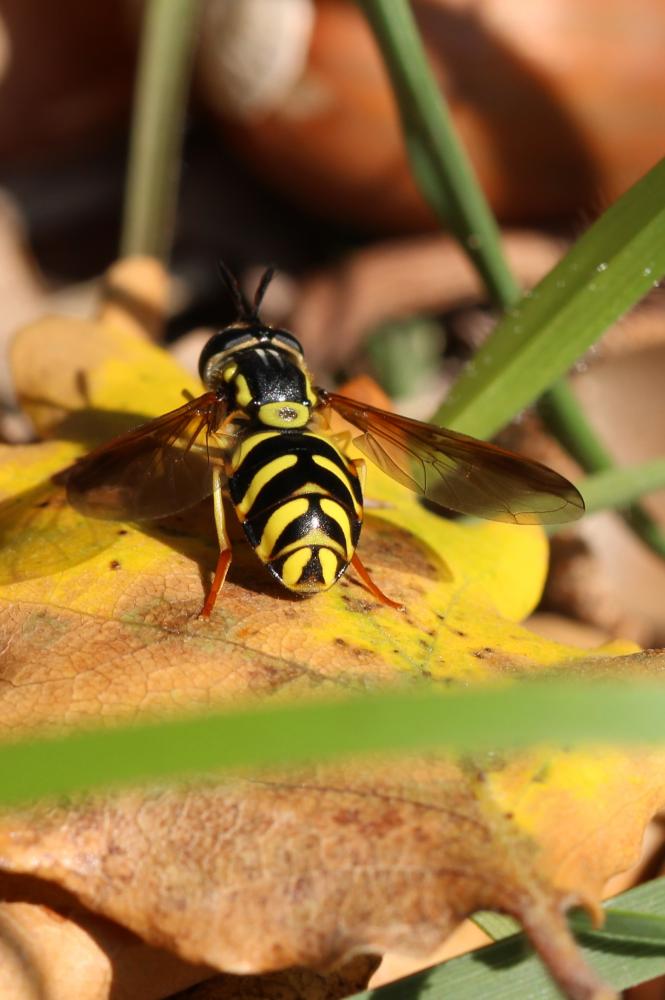 Chrysotoxum intermedium (Meigen, 1822)