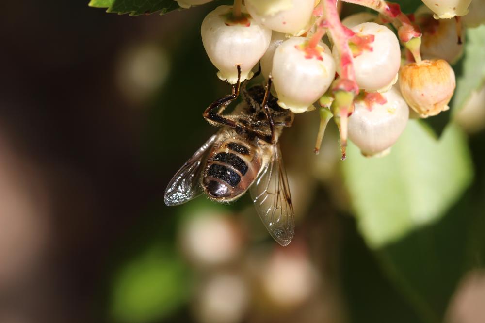Eristale gluante, Mouche pourceau Eristalis tenax (Linnaeus, 1758)