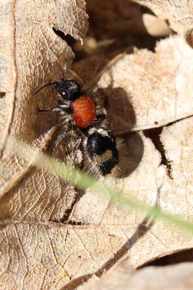  Dasylabris maura (Linnaeus, 1758)