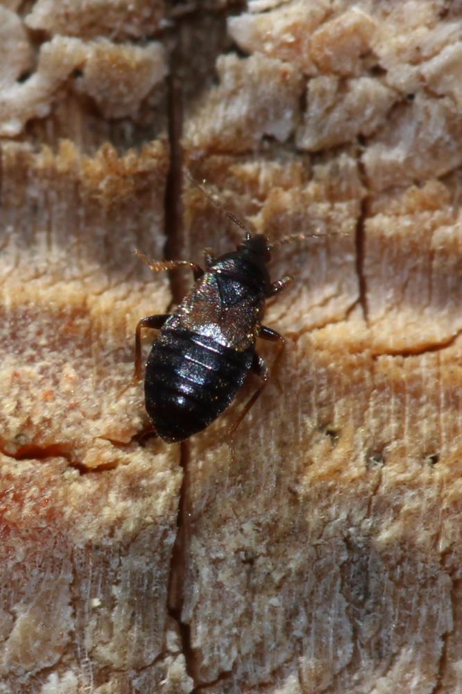 Le  sp. Xylocoris Dufour, 1831 sp.