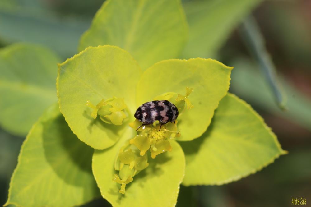 Attagène à trois bandes Attagenus trifasciatus (Fabricius, 1787)