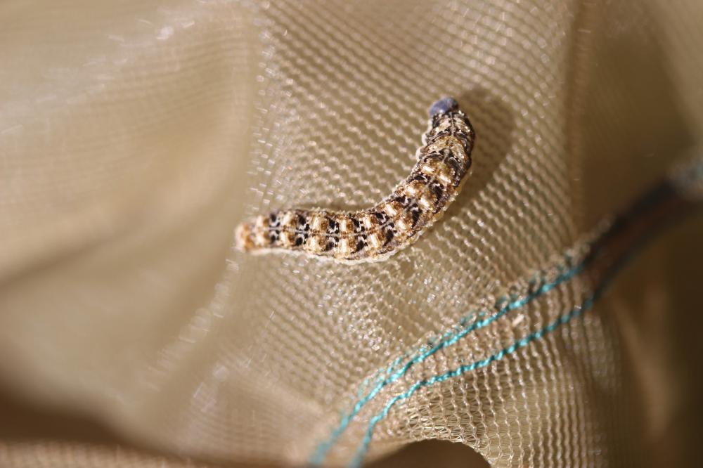 Tenthredo bipunctula Klug, 1817