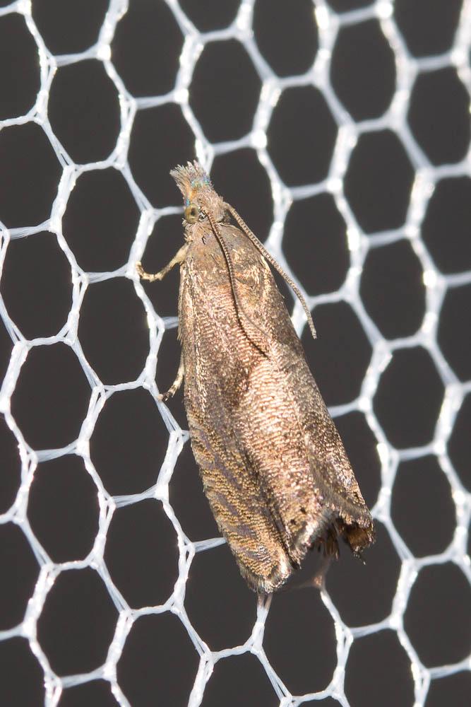 Dichrorampha simpliciana (Haworth, 1811)
