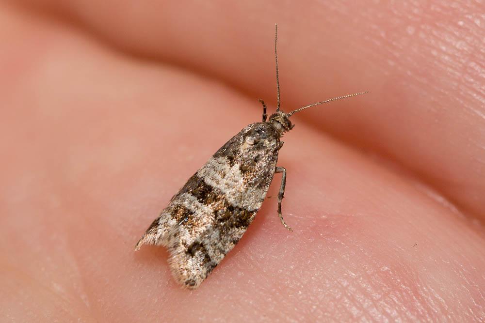 Isotrias rectifasciana (Haworth, 1811)