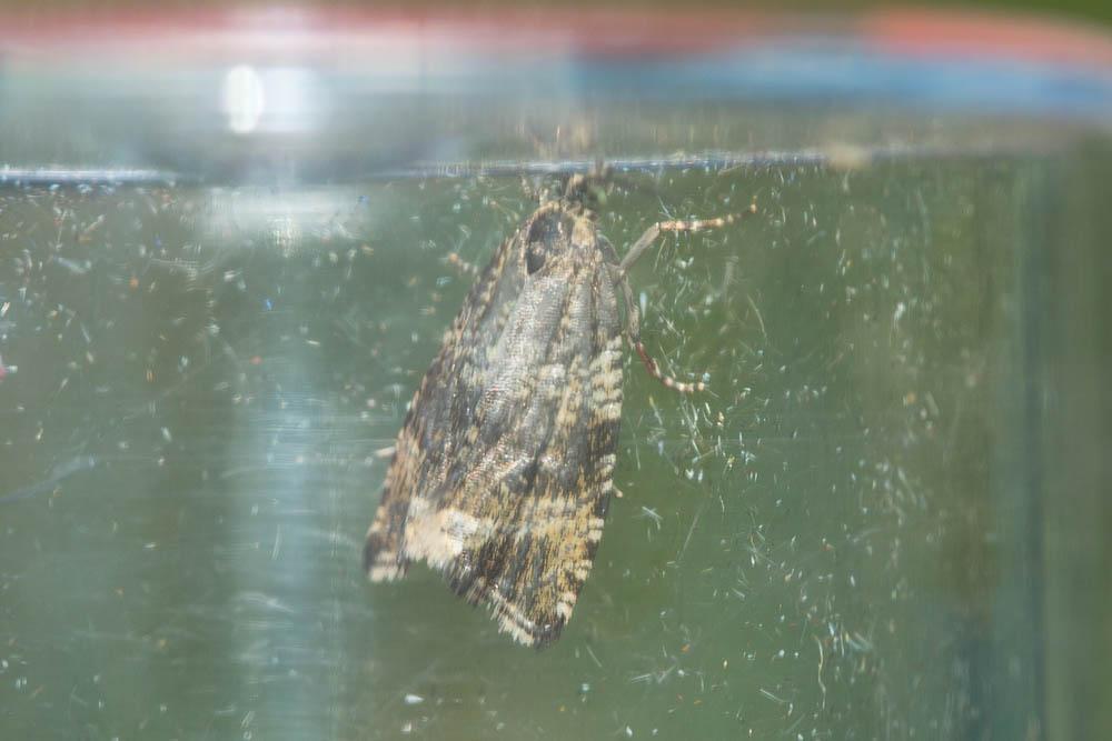 Celypha rurestrana (Duponchel, 1843)