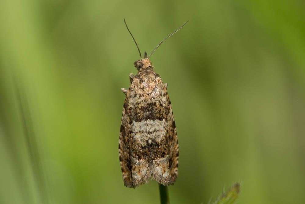 Epiblema hepaticana (Treitschke, 1835)