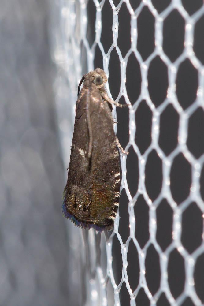  Cydia illutana (Herrich-Schäffer, 1851)
