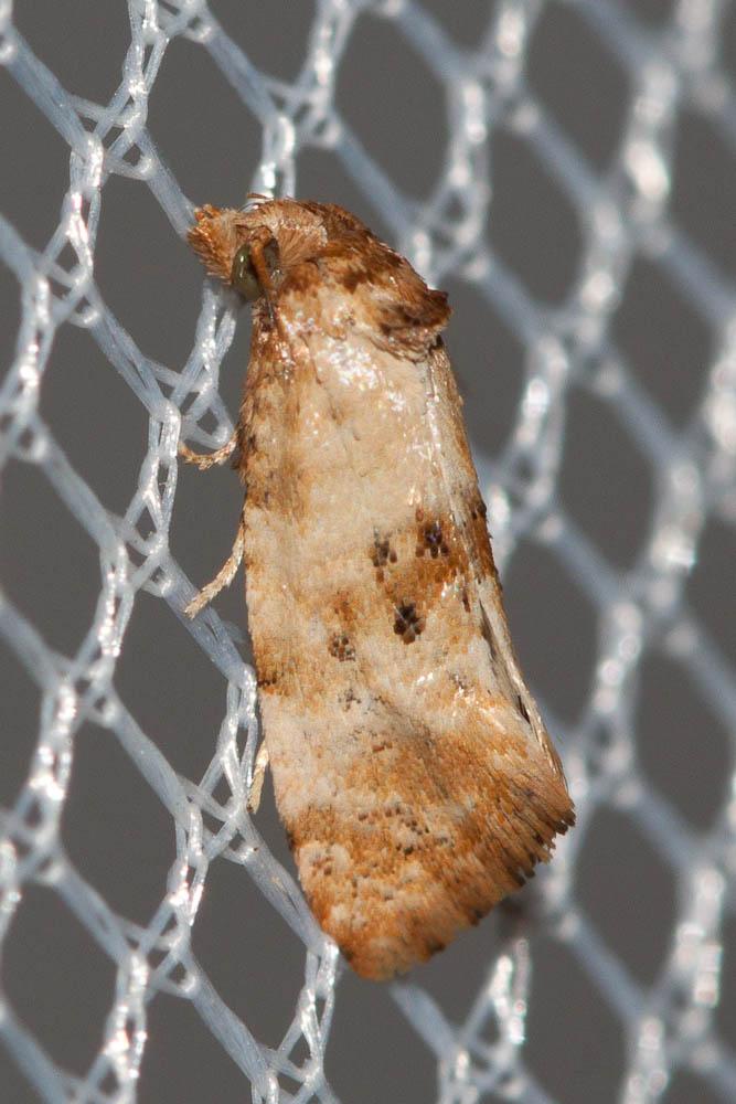  Cochylis molliculana Zeller, 1847