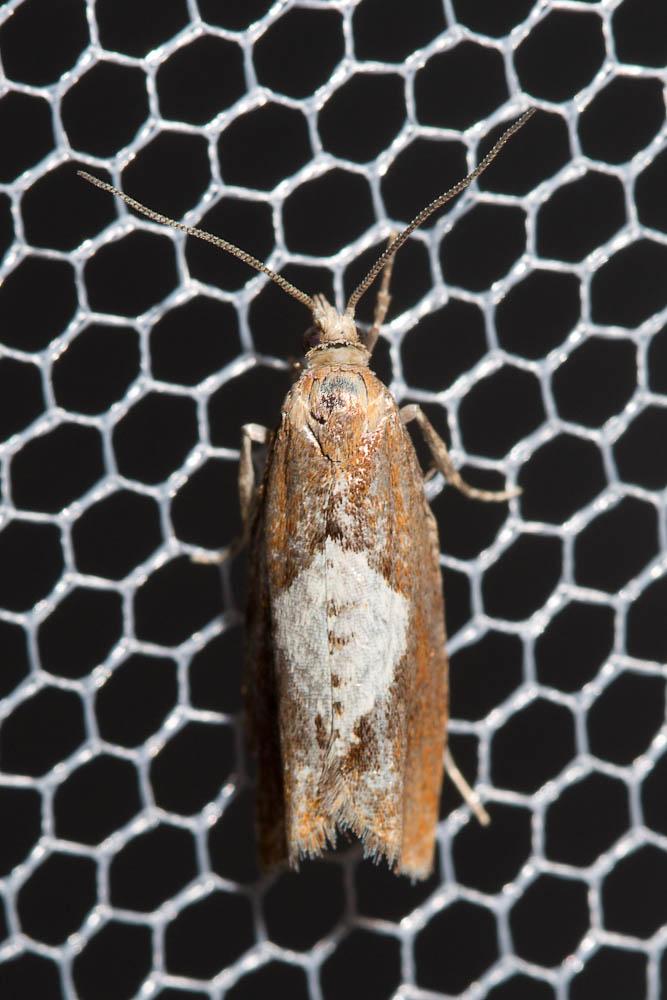  Epinotia solandriana (Linnaeus, 1758)