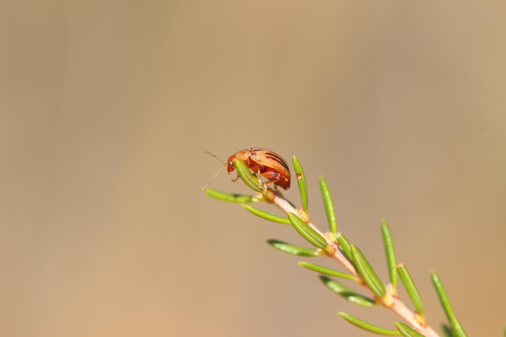  Arrhenocoela lineata (Rossi, 1790)