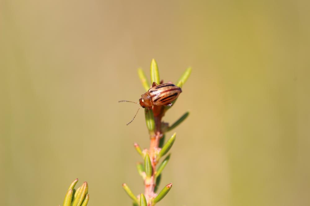  Arrhenocoela lineata (Rossi, 1790)
