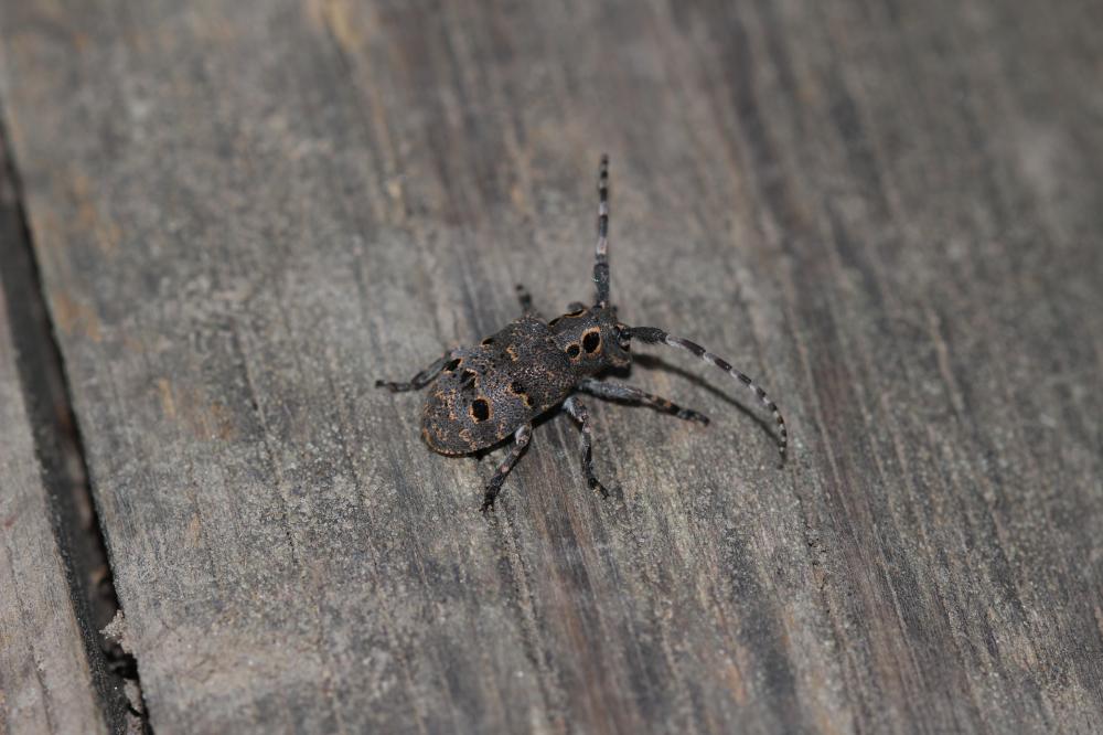 Mésose charançon Mesosa curculionoides (Linnaeus, 1760)
