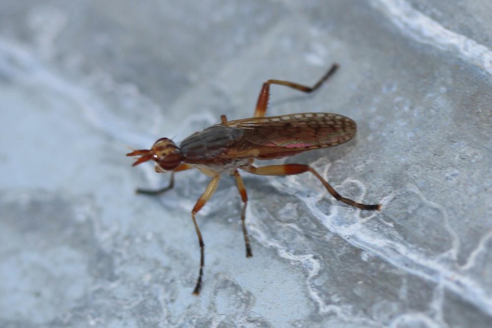 Dichetophora obliterata (Fabricius, 1805)