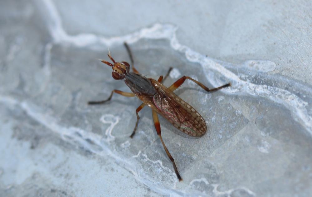 Dichetophora obliterata (Fabricius, 1805)