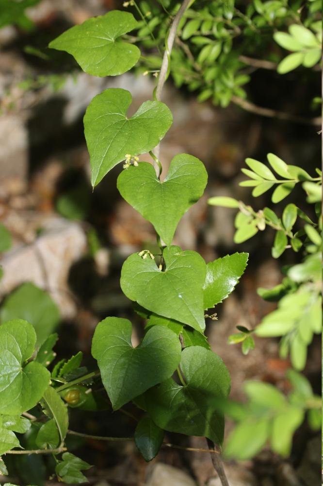 Sceau de Notre Dame Dioscorea communis (L.) Caddick & Wilkin, 2002