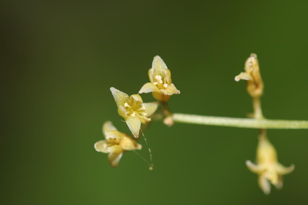 Sceau de Notre Dame Dioscorea communis (L.) Caddick & Wilkin, 2002