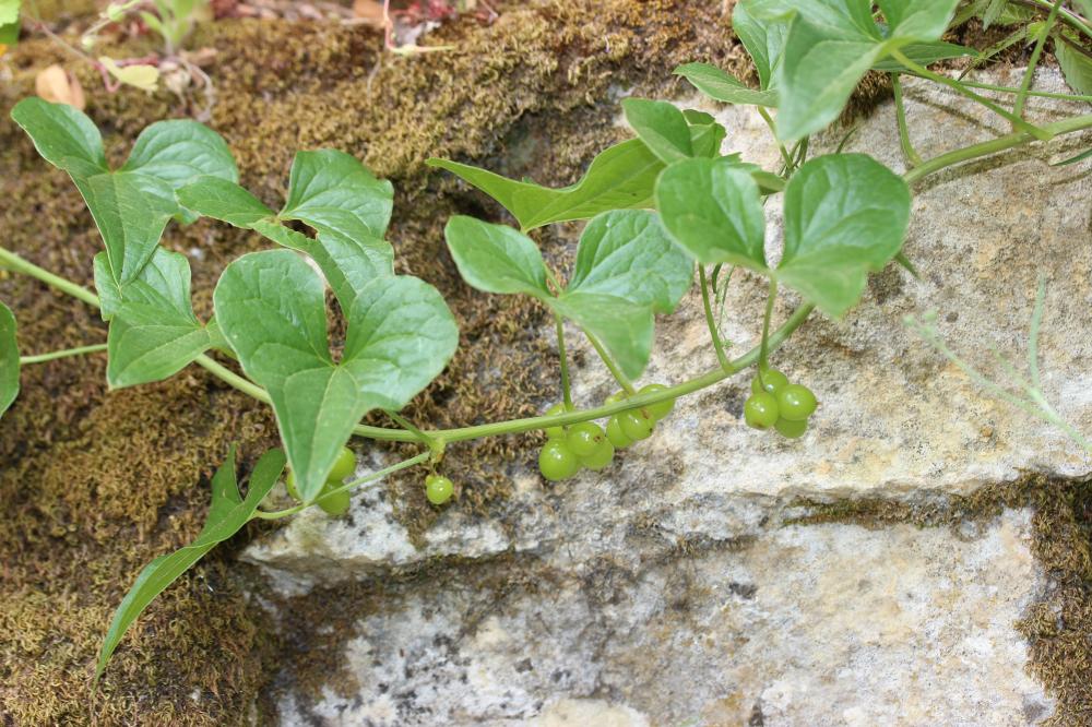 Sceau de Notre Dame Dioscorea communis (L.) Caddick & Wilkin, 2002