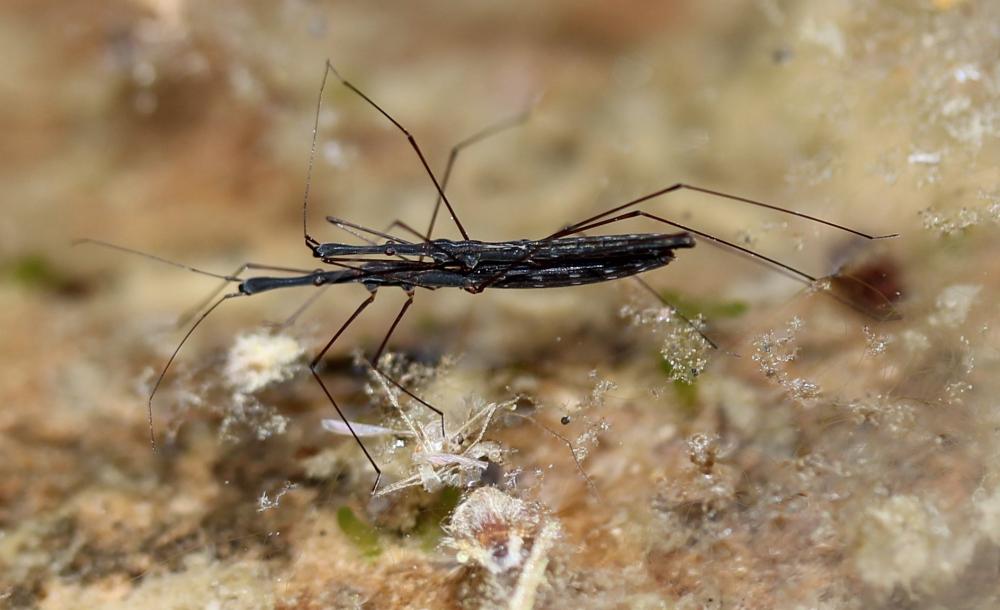 Hydromètre stagnant, Hydromètre des étangs Hydrometra stagnorum (Linnaeus, 1758)