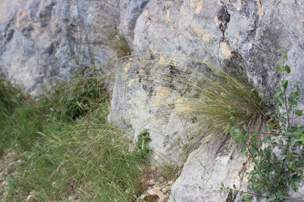 Stipe d'Offner Stipa offneri Breistr., 1950