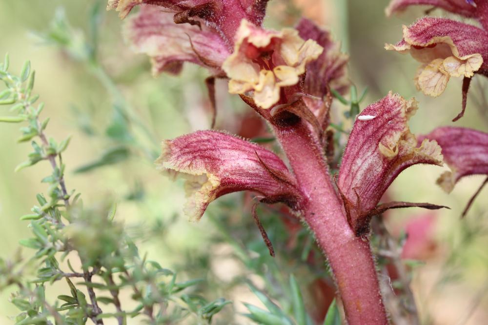 Orobanche du thym, Orobanche blanche Orobanche alba Stephan ex Willd., 1800