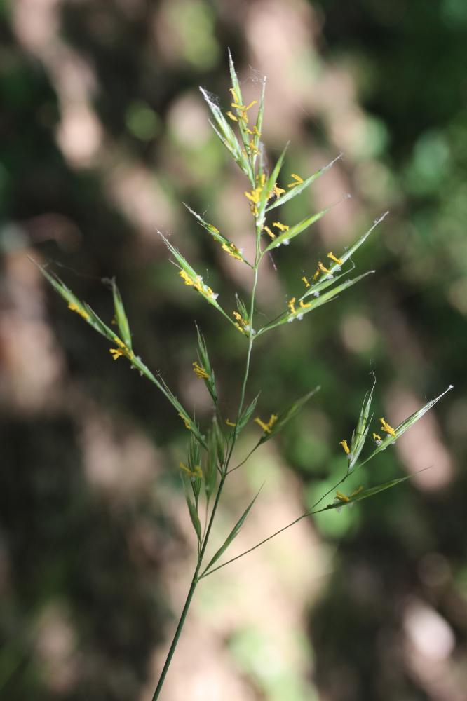 Brome érigé Bromopsis erecta (Huds.) Fourr., 1869