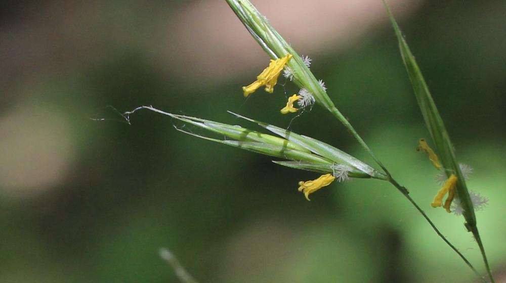 Brome érigé Bromopsis erecta (Huds.) Fourr., 1869