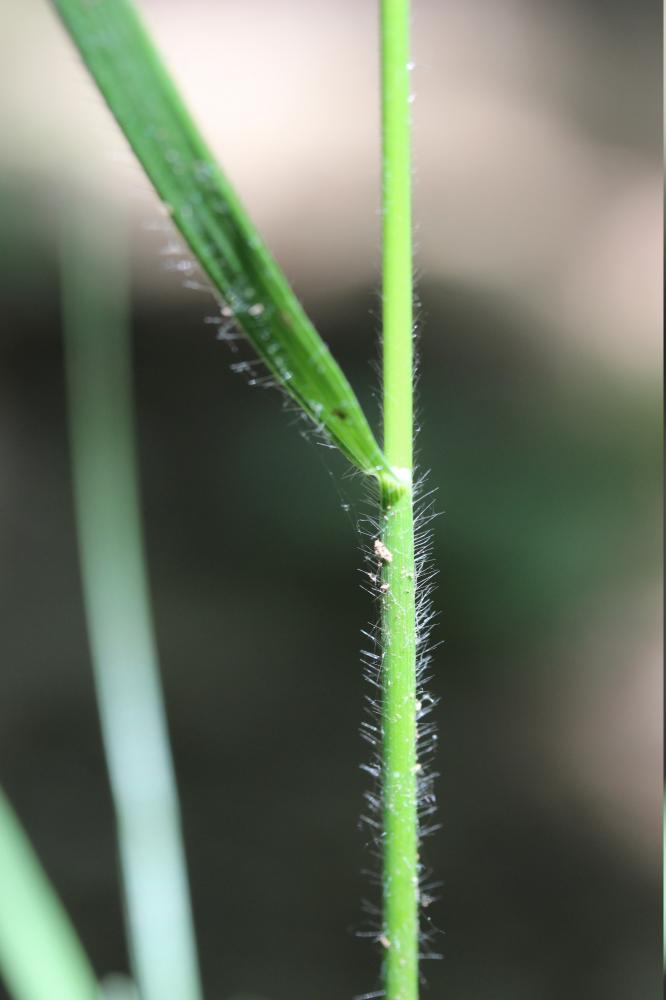 Brome érigé Bromopsis erecta (Huds.) Fourr., 1869