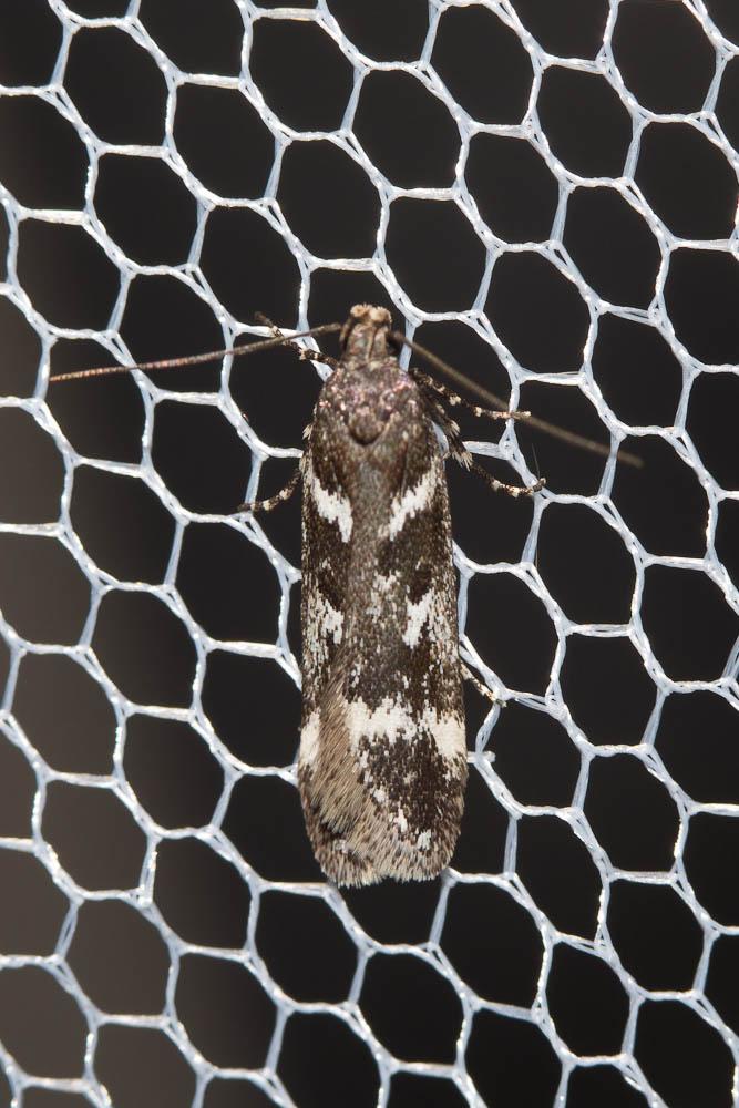 Chionodes perpetuella (Herrich-Schäffer, 1854)