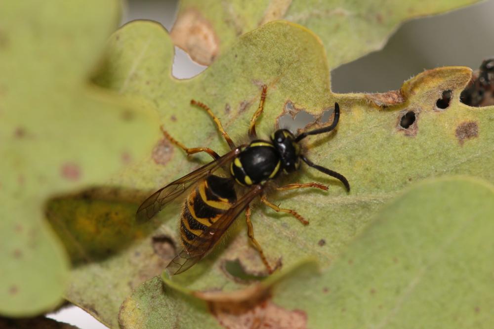 Guêpe commune Vespula vulgaris (Linnaeus, 1758)