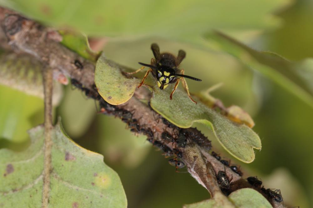 Guêpe commune Vespula vulgaris (Linnaeus, 1758)