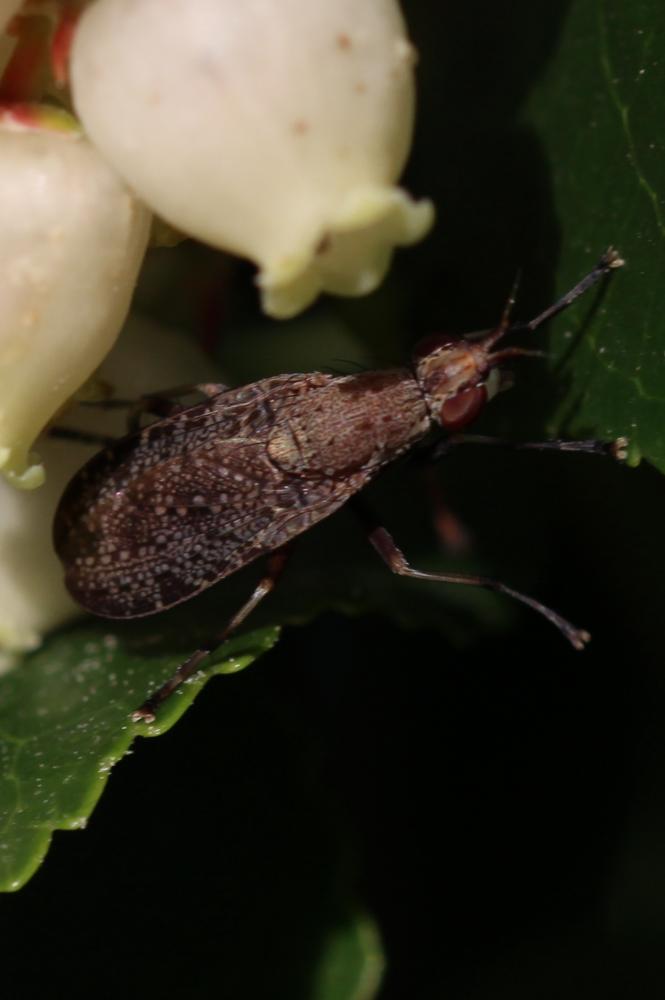  Euthycera cribrata (Rondani, 1868)