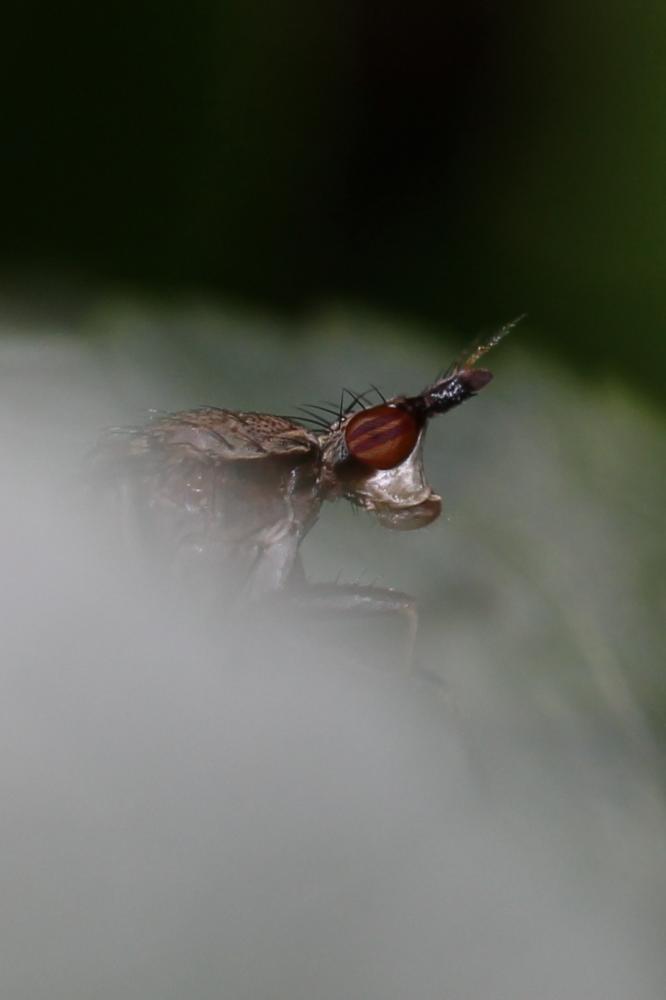 Euthycera cribrata (Rondani, 1868)
