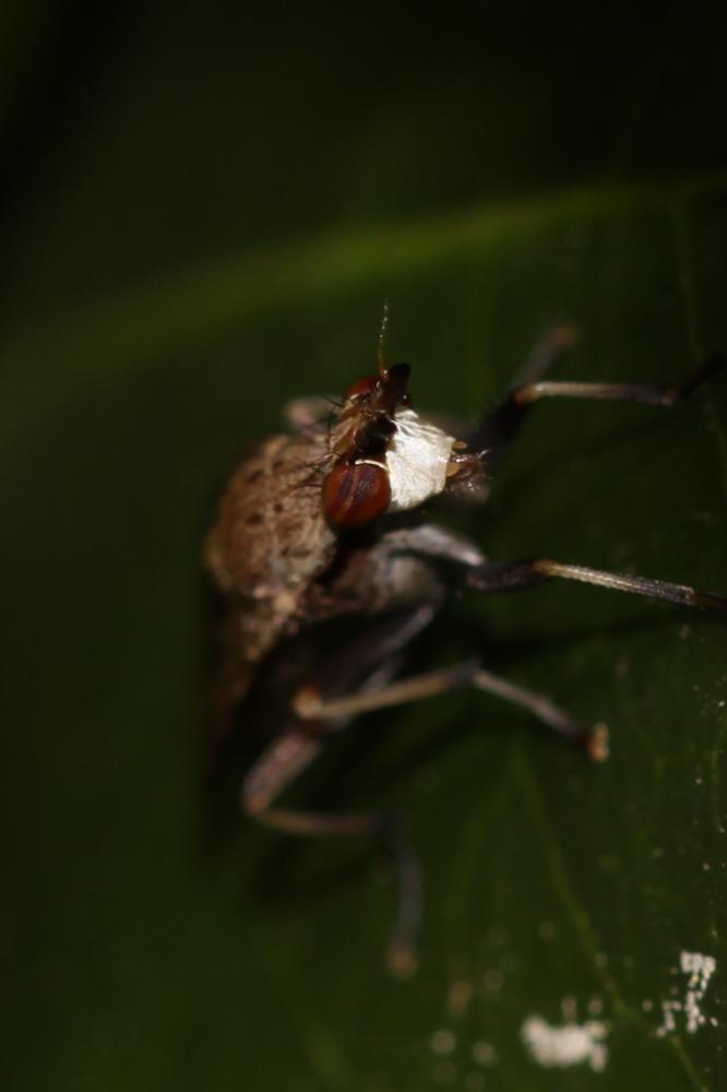 Euthycera cribrata (Rondani, 1868)