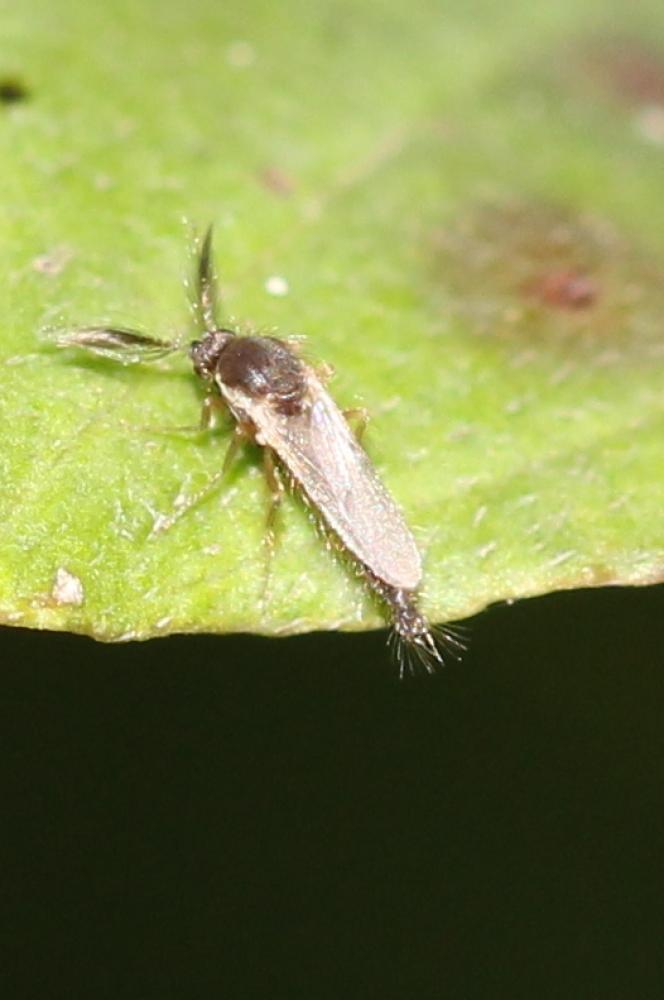  Forcipomyia Meigen, 1818