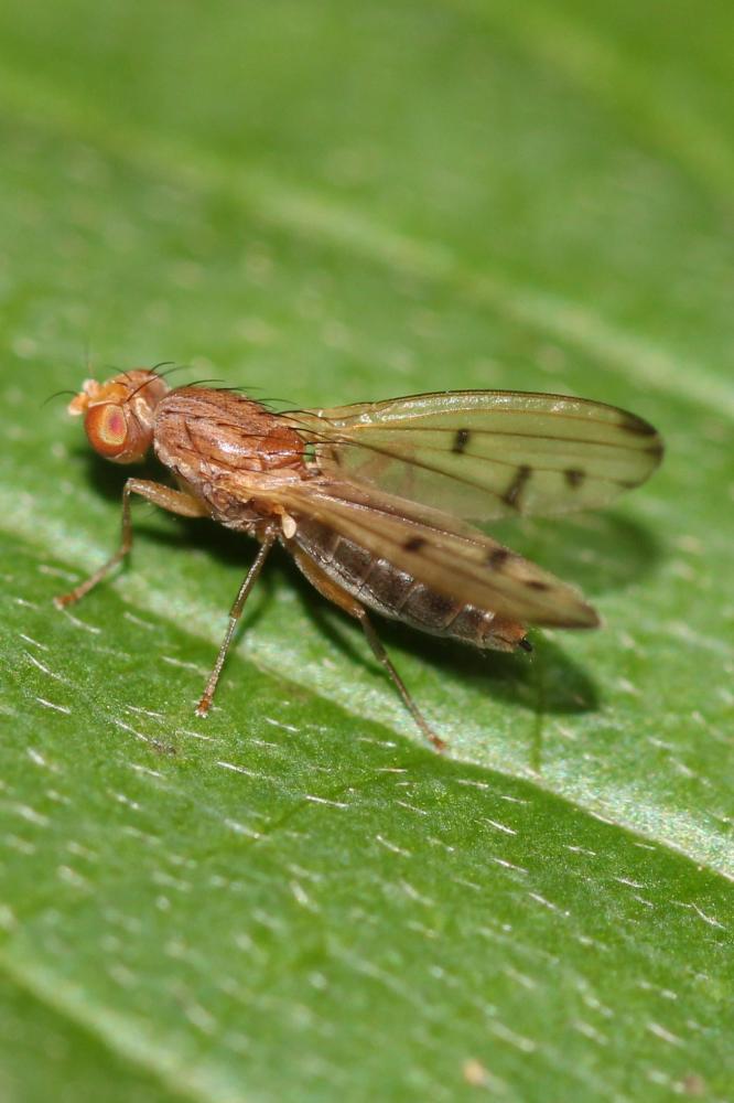  Opomyza florum (Fabricius, 1794)