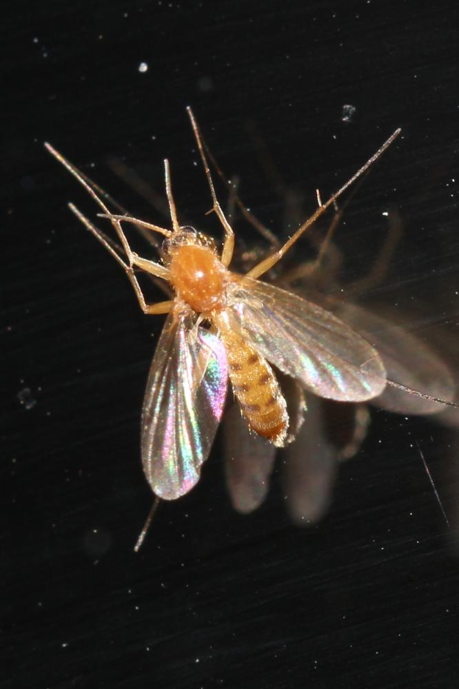 Acnemia amoena Winnertz, 1863