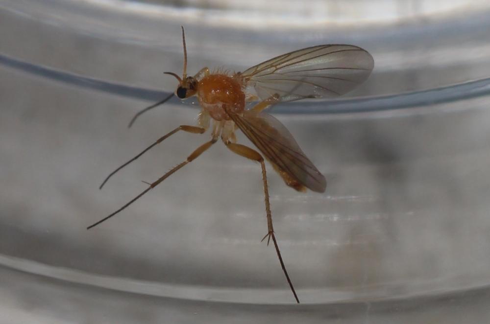 Acnemia amoena Winnertz, 1863