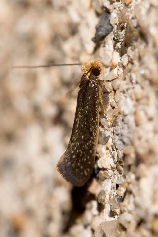 Monopis nigricantella (Millière, 1872)