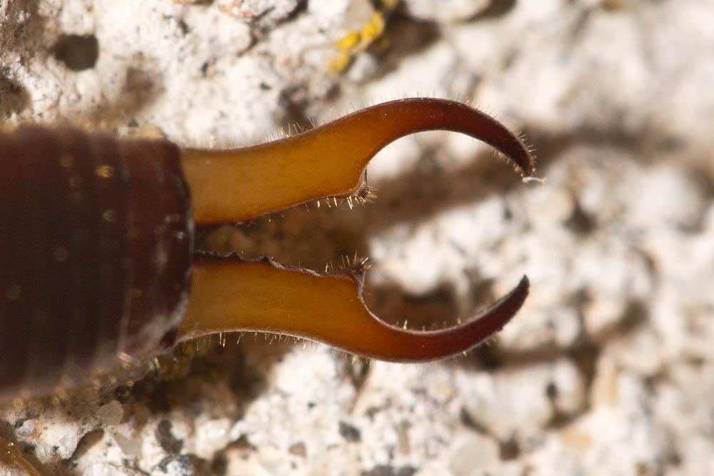 Guanchia pubescens (Géné, 1837)